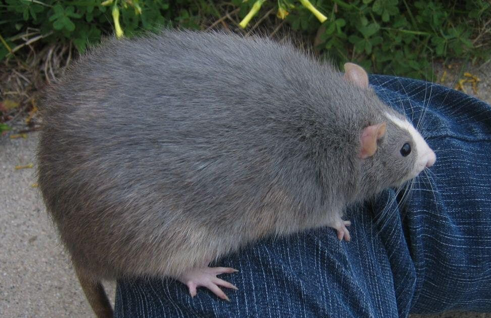 BigRat